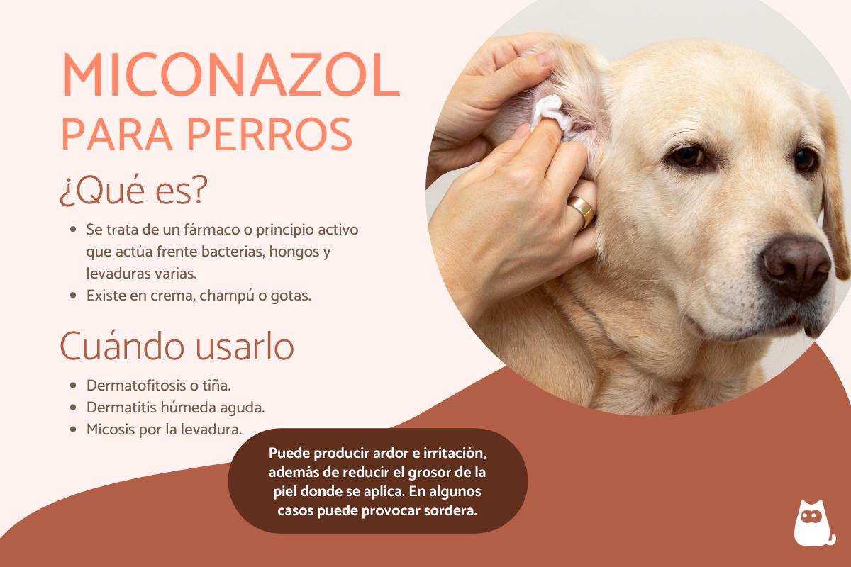 Miconazol para perros - Dosis y para qué sirve