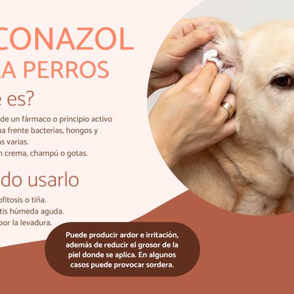 puedes poner pomada antibiótica en un perro