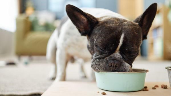 Comida natural para perros: Mucho más que una moda - ¿Por qué los tutores buscan comida más natural?