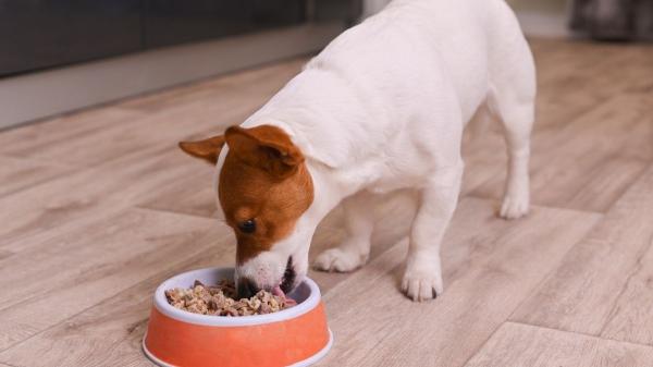 Comida natural para perros: Mucho más que una moda - ¿Qué entendemos por comida natural para perros?