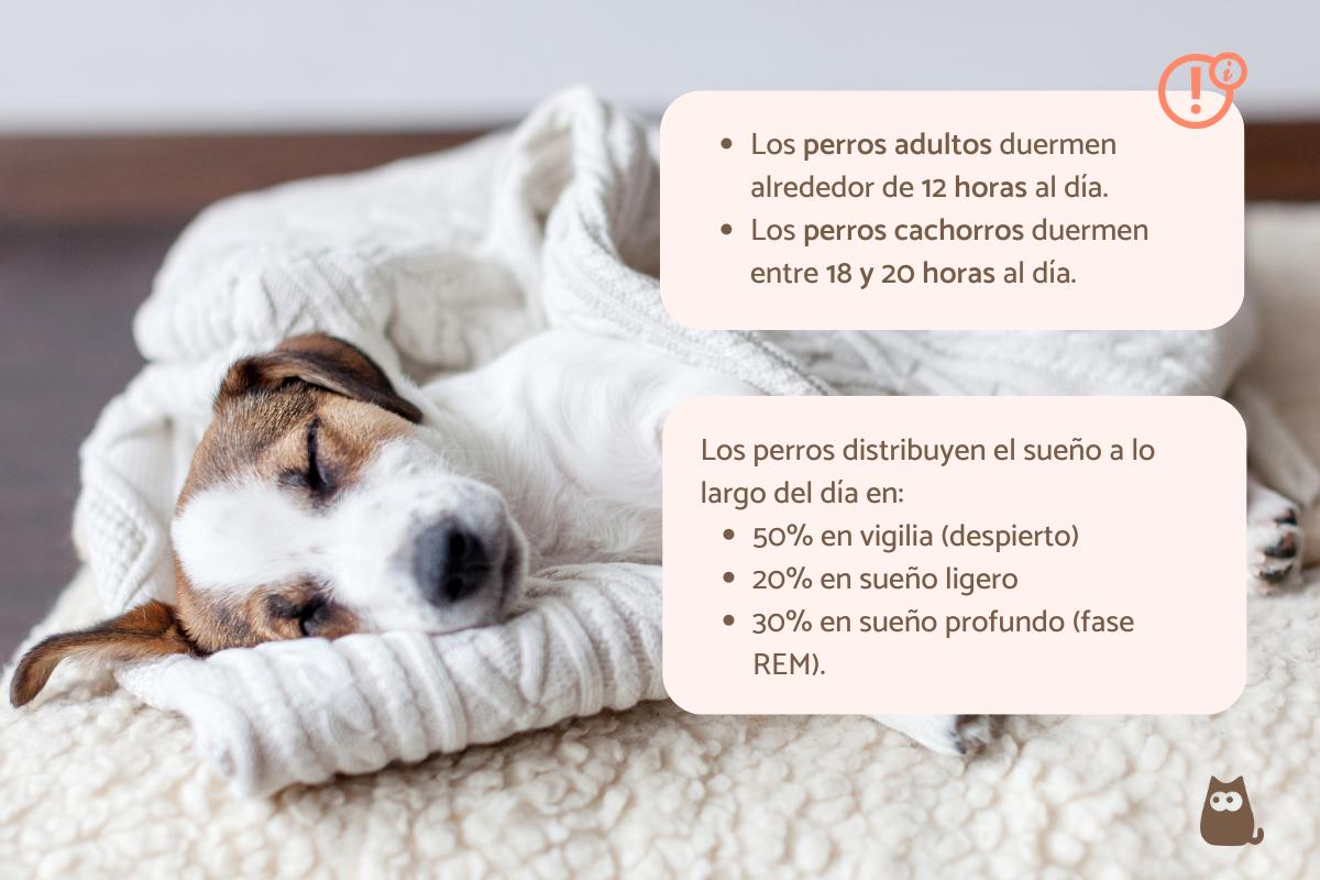 ¿Cuánto duerme un perro?