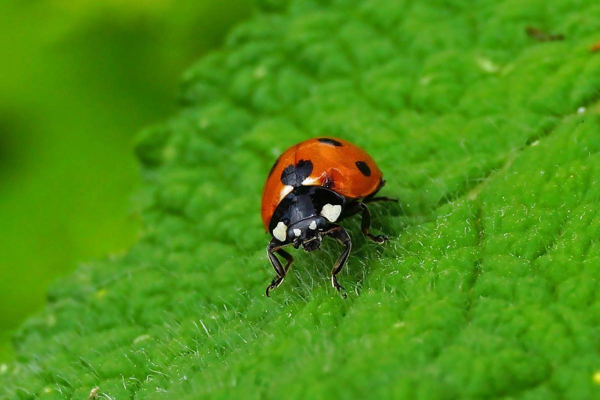 ¿Dónde viven las mariquitas?