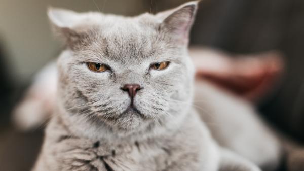 Paula Calvo, experta en antrozoología: “El cerebro del gato no está diseñado para complacerte” - El mito de la “frialdad”: los gatos no son ariscos, tienen otras prioridades