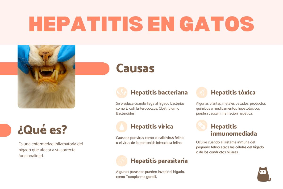 Hepatitis en gatos: síntomas, contagio y tratamiento