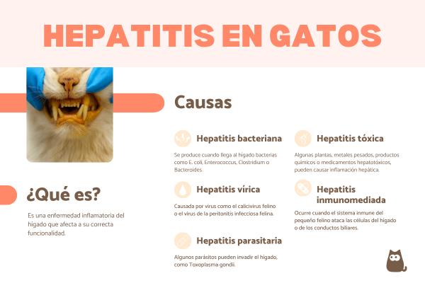Hepatitis en gatos: síntomas, contagio y tratamiento