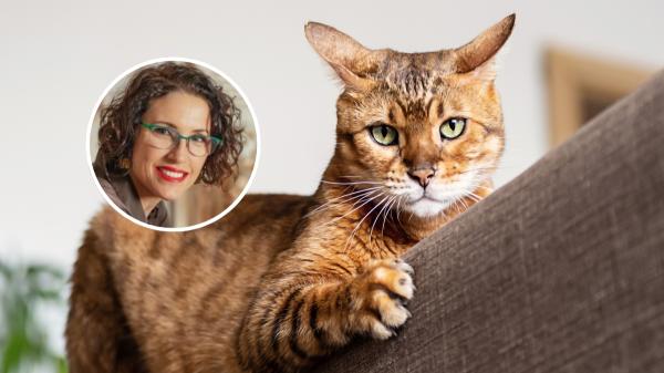 Paula Calvo, experta en antrozoología: “El cerebro del gato no está diseñado para complacerte”
