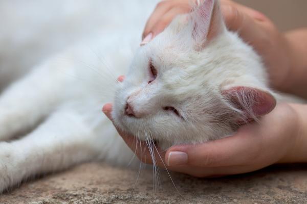 Hepatitis en gatos: síntomas, contagio y tratamiento - Síntomas de hepatitis en gatos