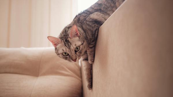 Paula Calvo, experta en antrozoología: “El cerebro del gato no está diseñado para complacerte” - Sobrevivir antes que obedecer: “Primero evalúa y luego decide si es seguro interactuar o no”