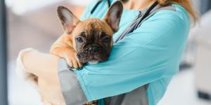 España refuerza la justicia animal con la entrada de veterinarios forenses en los juzgados