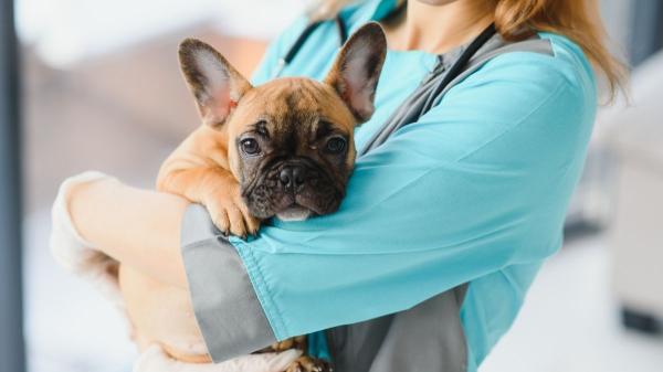 España refuerza la justicia animal con la entrada de veterinarios forenses en los juzgados