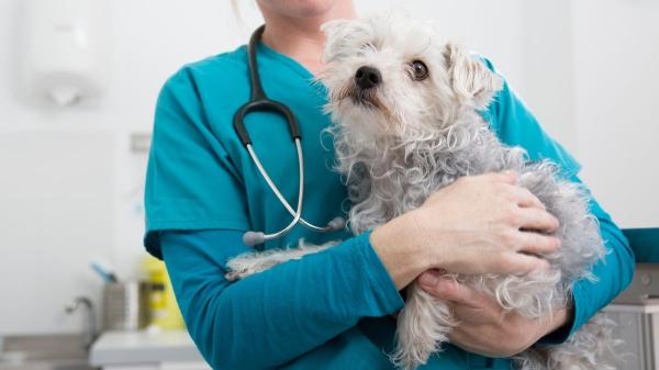 España refuerza la justicia animal con la entrada de veterinarios forenses en los juzgados - La ciencia veterinaria se convierte en la prueba definitiva ante los jueces