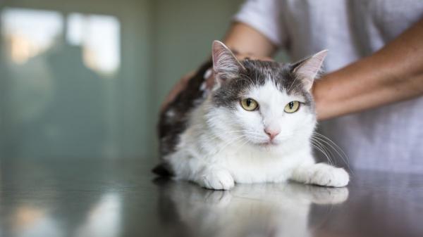 España refuerza la justicia animal con la entrada de veterinarios forenses en los juzgados - La labor pericial veterinaria abarca desde la necropsia hasta el control del fraude