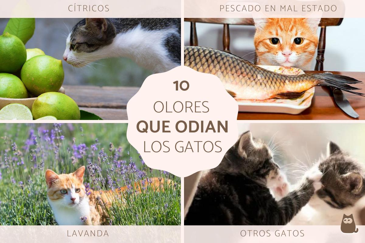 Olores que odian los gatos