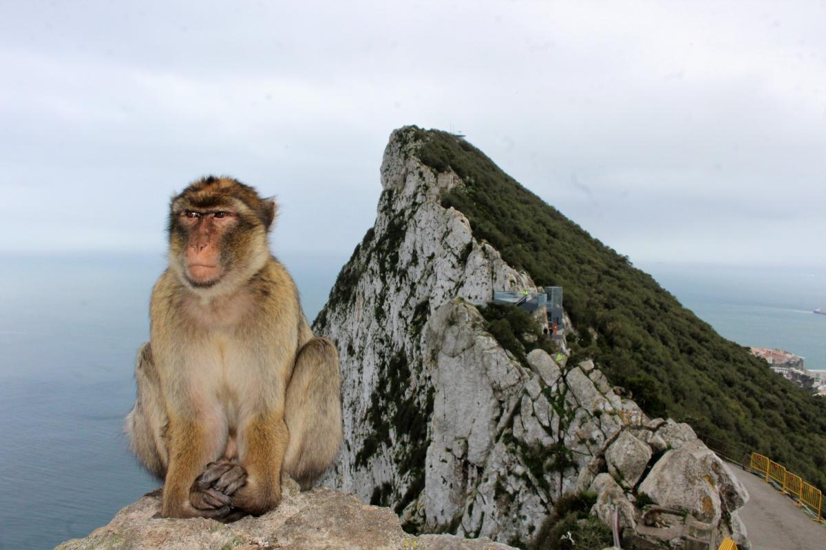 ¿Por qué hay monos en el peñón de Gibraltar?