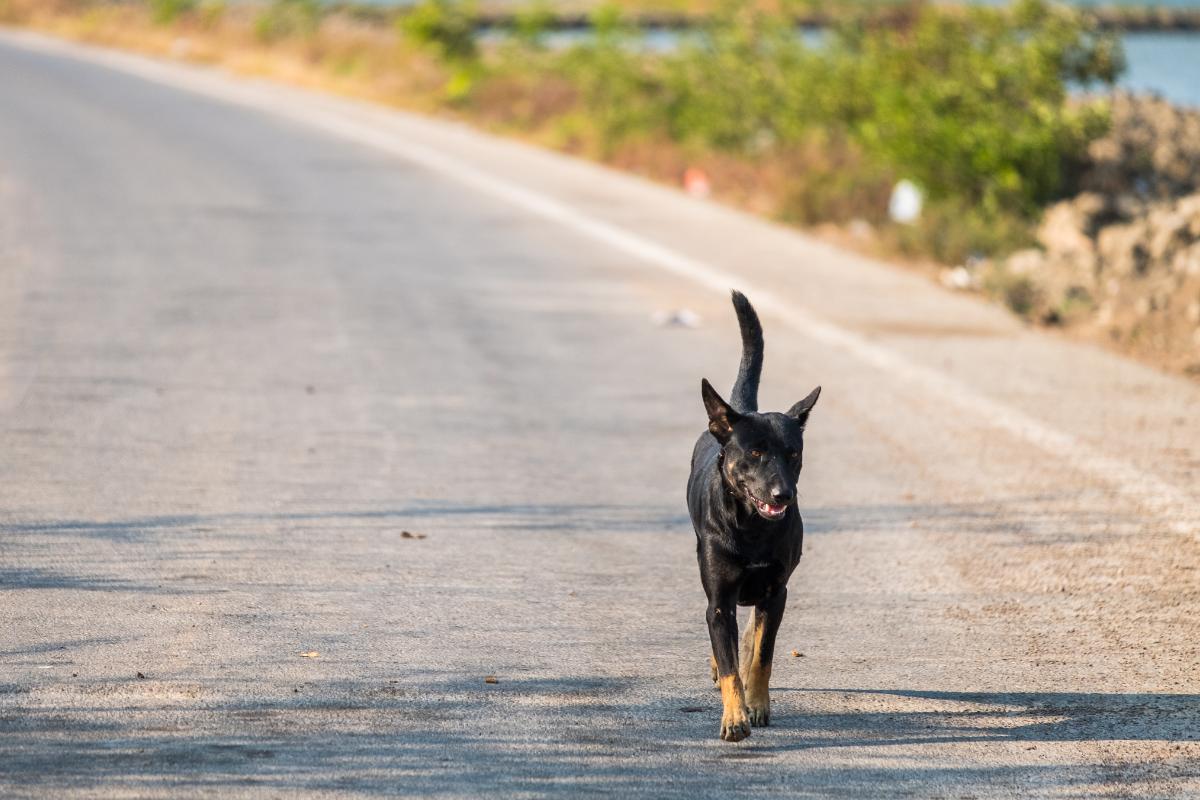 ¿Qué hacer si encuentro un perro abandonado?