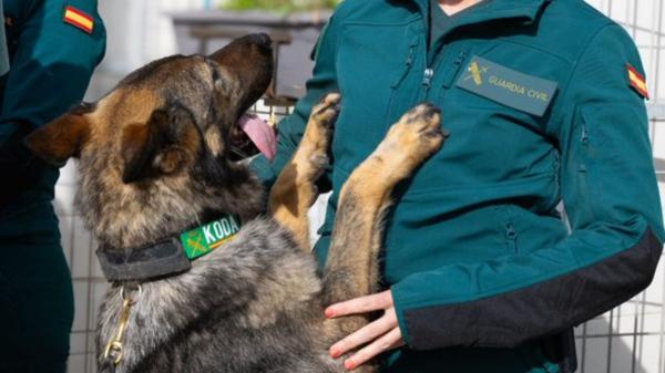 La Guardia Civil busca familias para cuidar cachorros durante un año: así puedes convertirte en el hogar de un futuro perro policía - Así funciona el Programa Fénix de la Guardia Civil: el sistema que cría futuros perros policía en casas particulares
