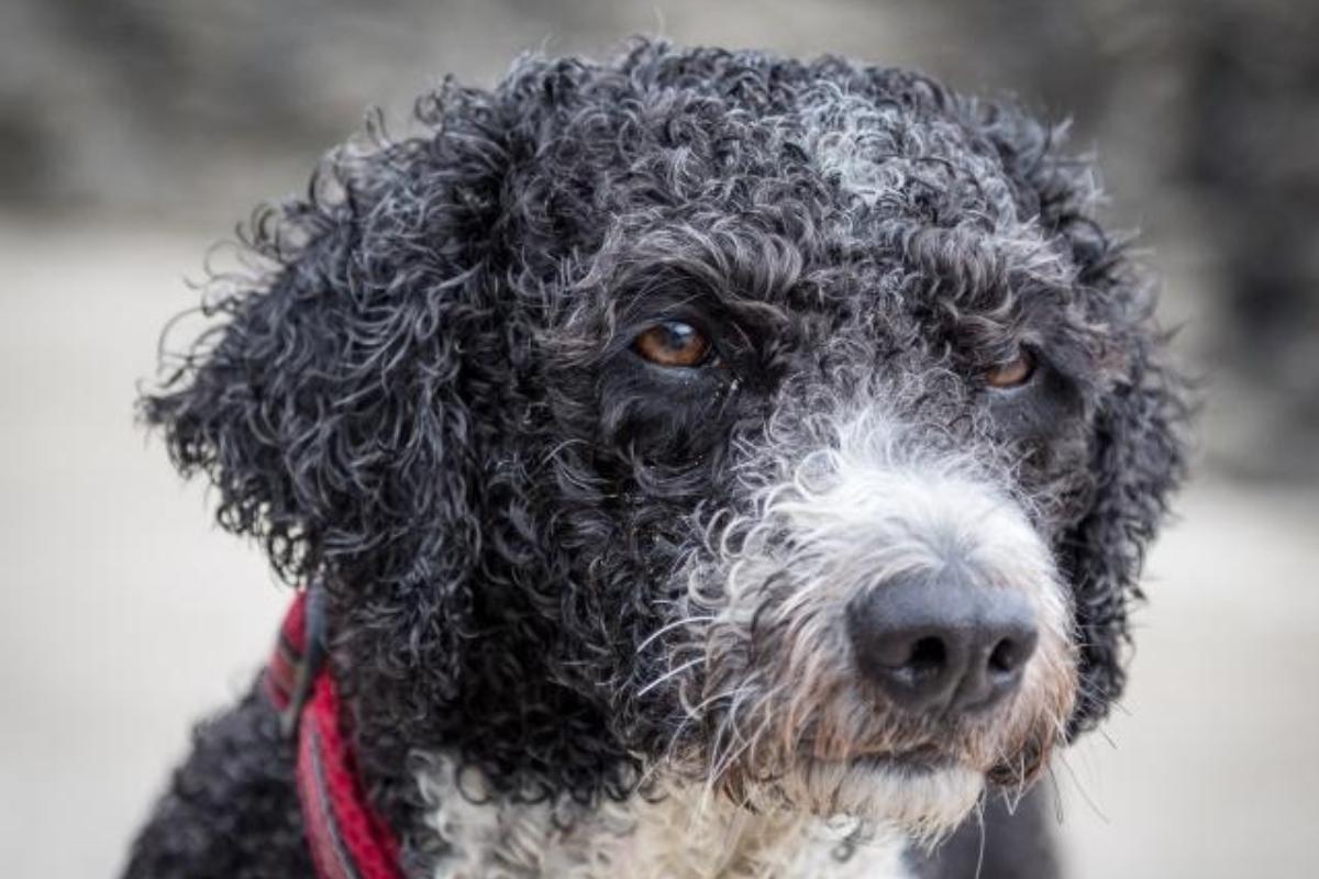 ¿Cómo cortar el pelo a un perro de agua?