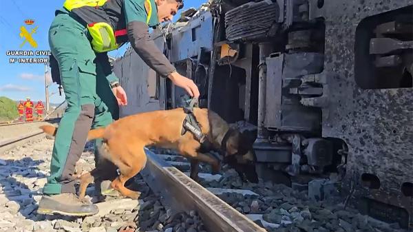 La Guardia Civil busca familias para cuidar cachorros durante un año: así puedes convertirte en el hogar de un futuro perro policía - El motivo por el que la socialización temprana es tan importante en los futuros perros policía