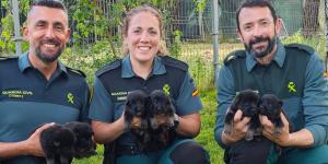 La Guardia Civil busca familias para cuidar cachorros durante un año: así puedes convertirte en el hogar de un futuro perro policía