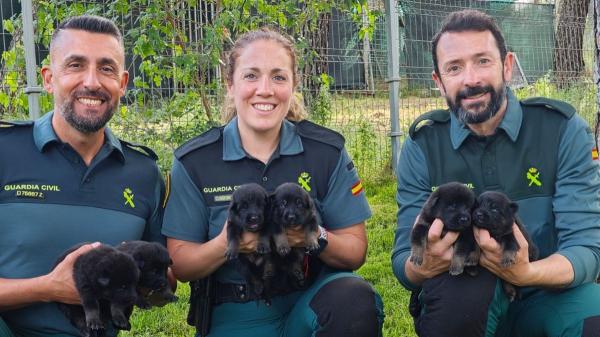 La Guardia Civil busca familias para cuidar cachorros durante un año: así puedes convertirte en el hogar de un futuro perro policía