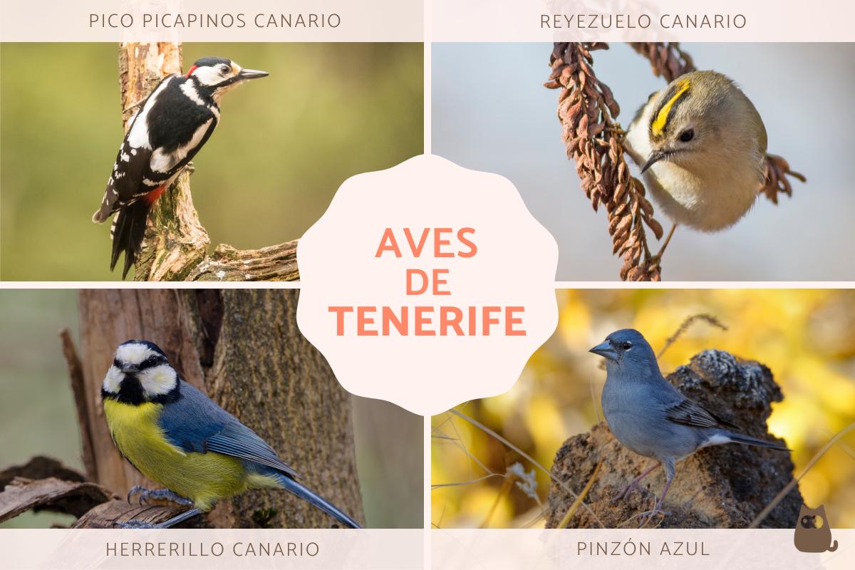 Pájaros en Tenerife