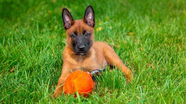 La Guardia Civil busca familias para cuidar cachorros durante un año: así puedes convertirte en el hogar de un futuro perro policía - Vivir en Madrid y tener espacio en casa: estos son los requisitos para ser familia de acogida