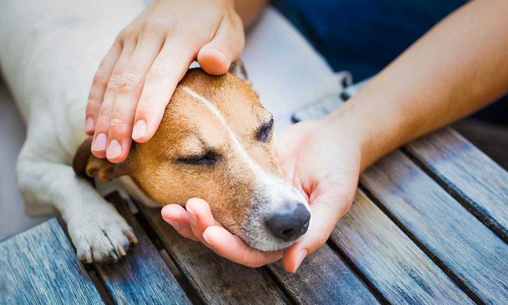 cómo actúan los perros cuando están enfermos