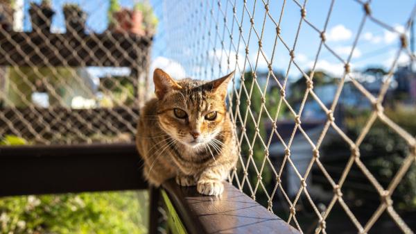 Paula Calvo, experta en antrozoología: “Tu gato no está tomando el sol, aunque creas que sí” - Cómo mejorar su bienestar sin poner en peligro a tu gato, según los expertos
