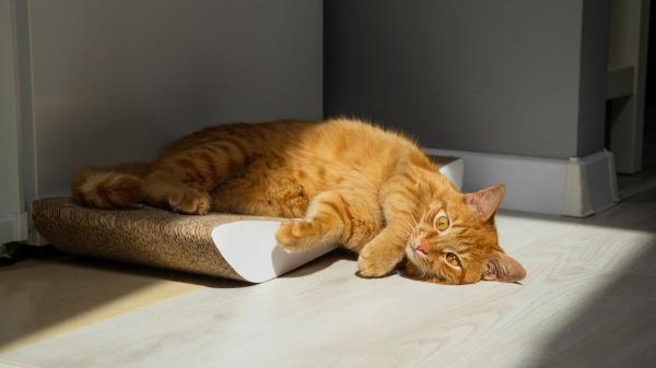 Paula Calvo, experta en antrozoología: “Tu gato no está tomando el sol, aunque creas que sí” - El mito del gato tomando el sol: “No siempre está recibiendo sol de verdad” 