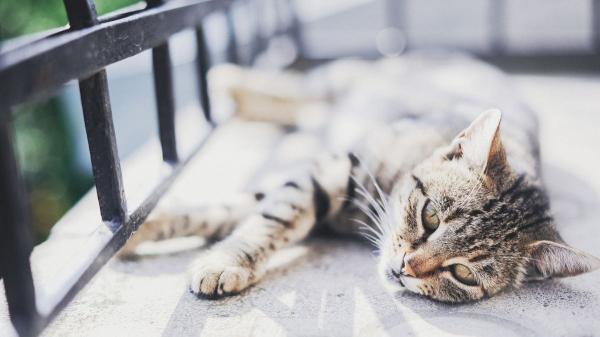 Paula Calvo, experta en antrozoología: “Tu gato no está tomando el sol, aunque creas que sí” - Estrés, sueño y emociones: lo que cambia cuando falta luz natural