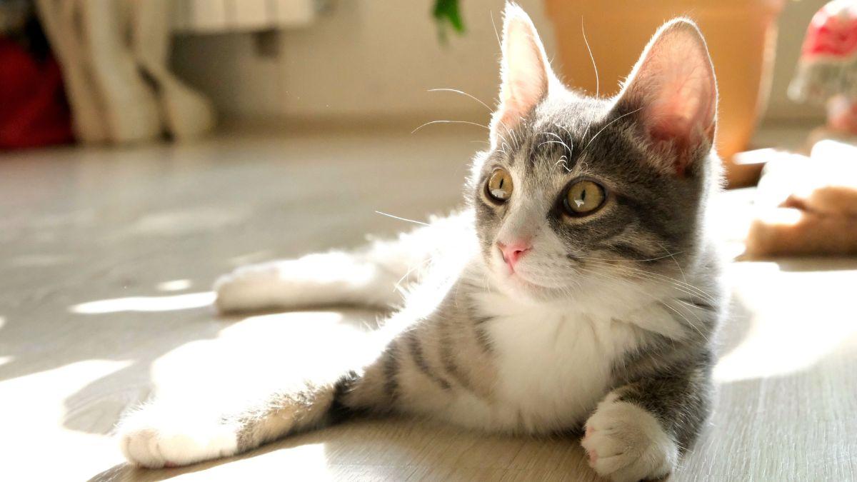 Paula Calvo, experta en antrozoología: “Tu gato no está tomando el sol, aunque creas que sí”