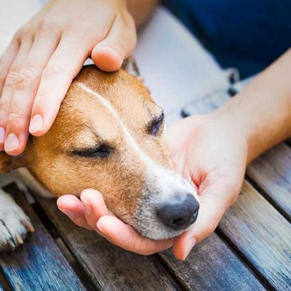 por qué mi caniche está jadeando y temblando