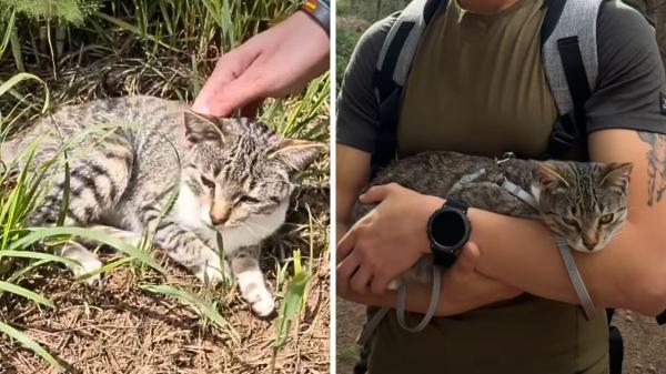 “Se había autoadoptado y se lo merecía”: Julio detuvo el Camino de Santiago para adoptar a un gato que lo siguió 15 km - El encuentro inesperado que cambió el Camino de Santiago para Julio