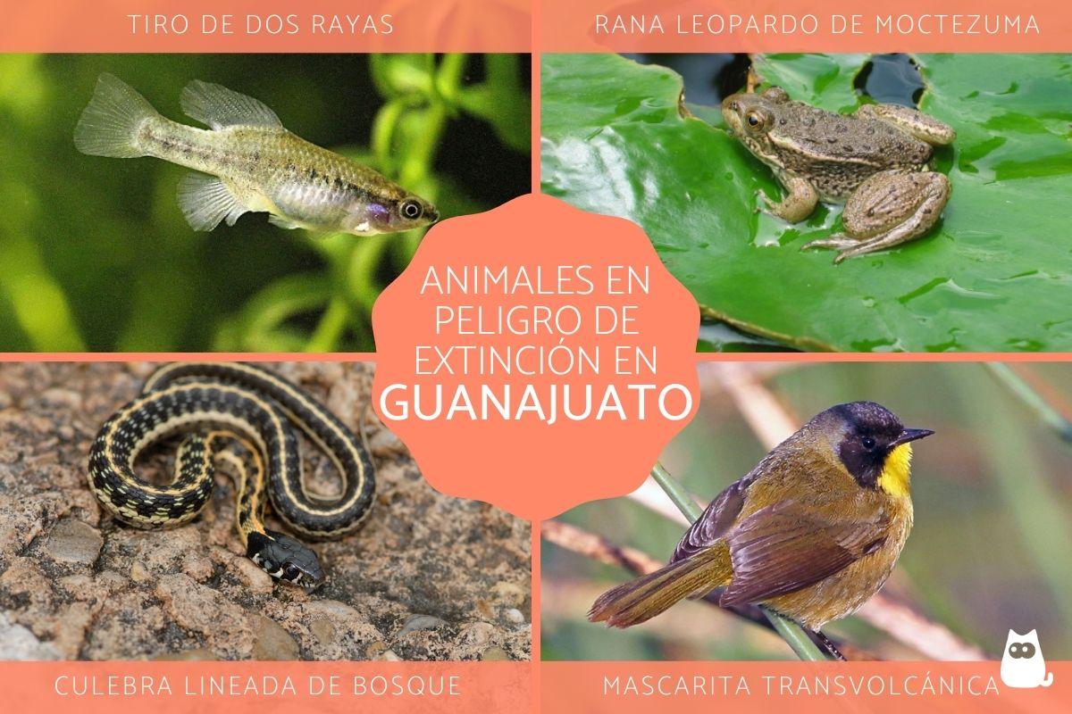 Animales en peligro de extinción en Guanajuato