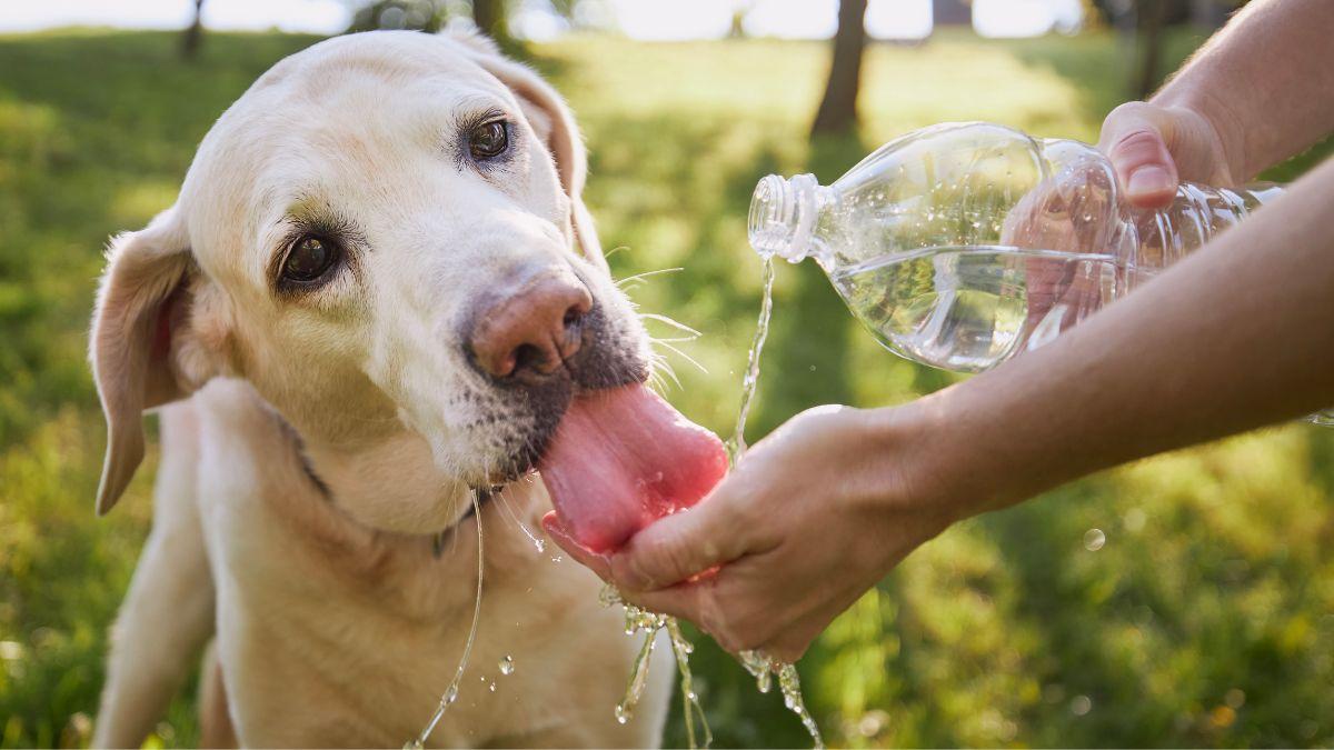 La frontera entre un perro que tiene calor y uno que puede estar sufriendo un golpe de calor está en este síntoma