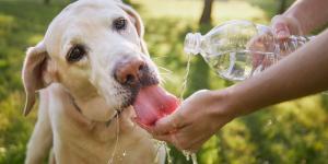 La frontera entre un perro que tiene calor y uno que puede estar sufriendo un golpe de calor está en este síntoma
