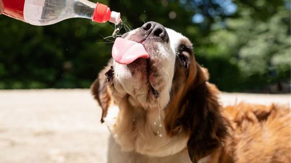 La frontera entre un perro que tiene calor y uno que puede estar sufriendo un golpe de calor está en este síntoma - Las mejores medidas para prevenir un golpe de calor