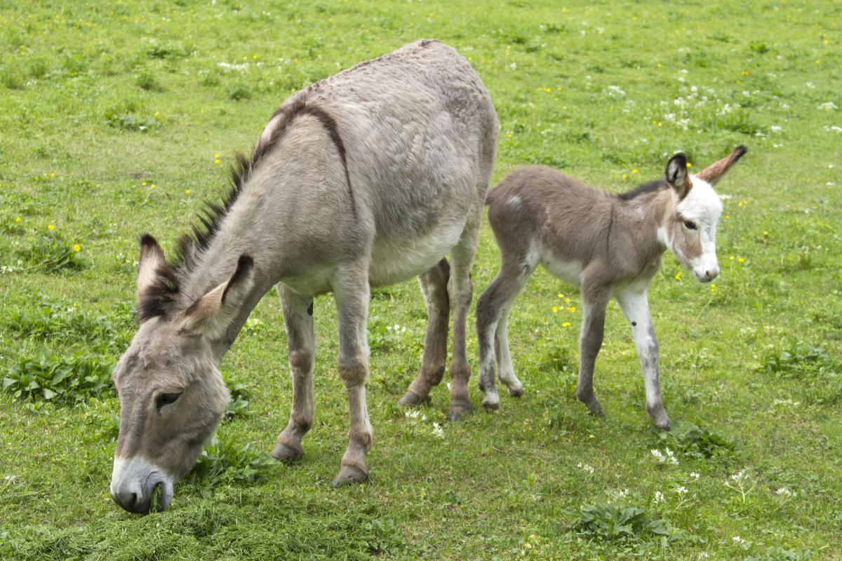 ¿Qué comen los burros?