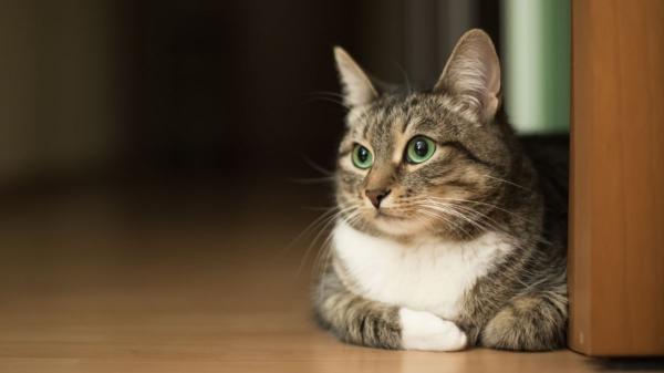 Los veterinarios desmontan el mito de que los gatos no echan de menos a sus dueños: “Crean vínculos mucho más fuertes de lo que pensamos” - Esperar en la puerta, maullar o apatía: las principales señales que revelan que tu gato te echa de menos