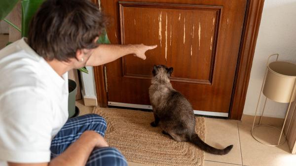 Los veterinarios desmontan el mito de que los gatos no echan de menos a sus dueños: “Crean vínculos mucho más fuertes de lo que pensamos” - La ansiedad por separación también existe en los gatos