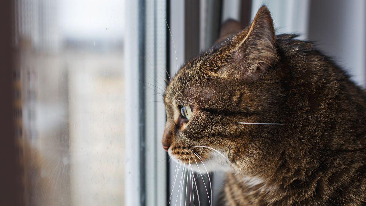 Los veterinarios desmontan el mito de que los gatos no echan de menos a sus dueños: “Crean vínculos mucho más fuertes de lo que pensamos”