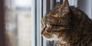 Los veterinarios desmontan el mito de que los gatos no echan de menos a sus dueños: “Crean vínculos mucho más fuertes de lo que pensamos”