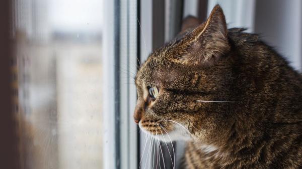 Los veterinarios desmontan el mito de que los gatos no echan de menos a sus dueños: “Crean vínculos mucho más fuertes de lo que pensamos”