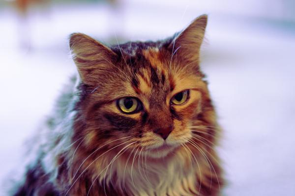 Gabapentina para gatos: dosis y usos - ¿Para qué sirve la gabapentina en gatos?