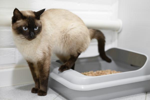 Enfermedades renales en gatos - 2. Enfermedad renal crónica