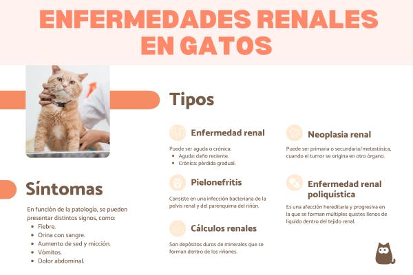 Enfermedades renales en gatos
