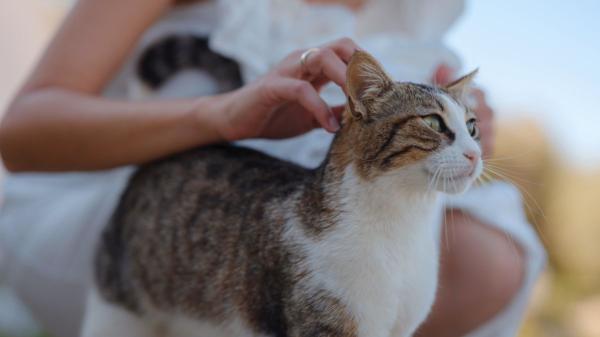 Manuel Manzano, veterinario: “Los gatos suelen elegir como persona favorita a la que se muestra un poco más distante” - La clave no es ser el que más interactúa, sino el que más respeta su espacio