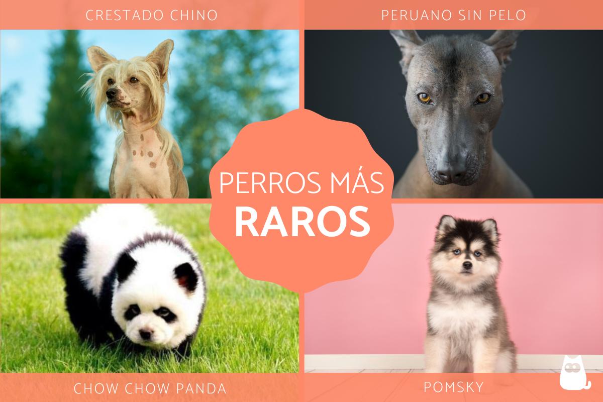 Los perros más raros del mundo