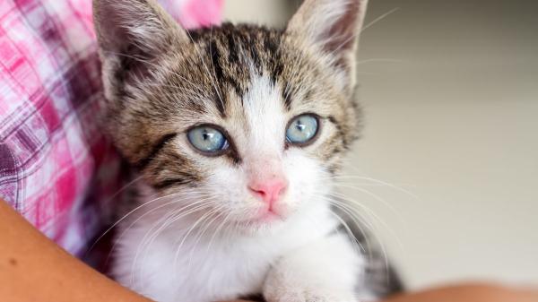 La taurina es esencial para los gatos y muchos tutores lo desconocen: esto es lo que ocurre cuando falta en su dieta - El error más común al dar taurina a los gatos