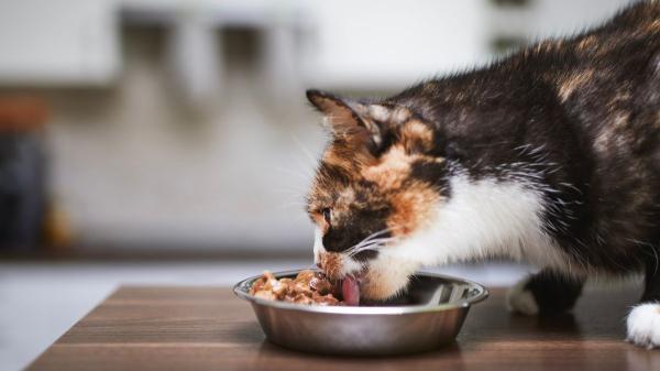 La taurina es esencial para los gatos y muchos tutores lo desconocen: esto es lo que ocurre cuando falta en su dieta - Formas de administrar la taurina en gatos y pautas de uso